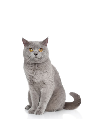 cat size logo