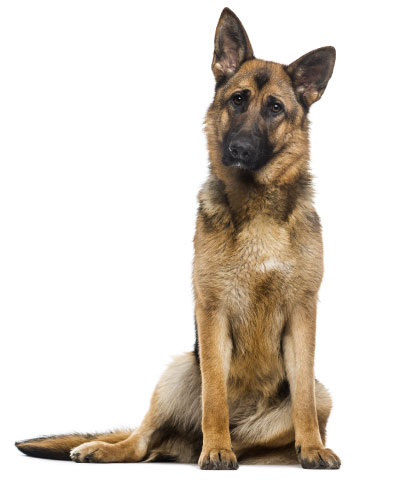 large dog size logo
