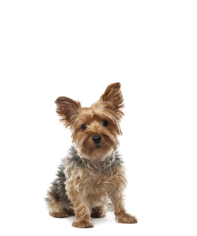 small dog size logo