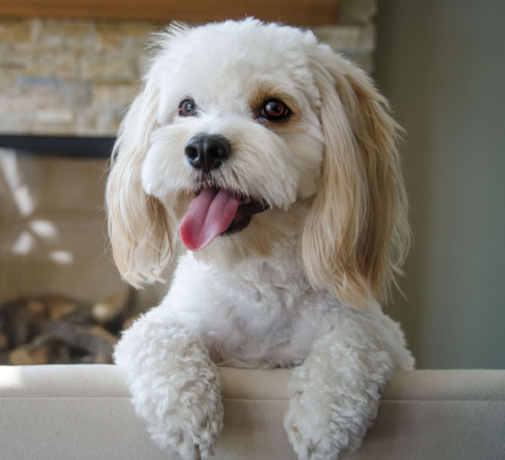Cockapoo